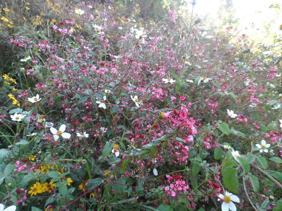 Wild-flowers-cerro-quemado-hike