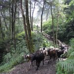 path-hike-volcan-santiaguito-guatemala